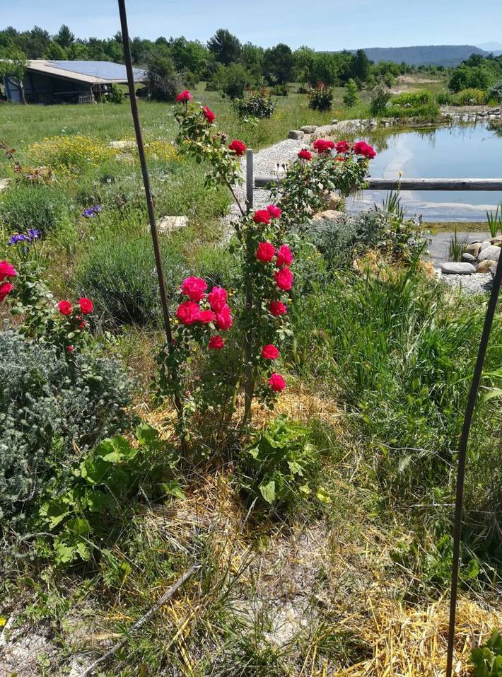Chambre d’hôte pour 2 personnes, avec piscine et jardin dans les Alpes-de-Haute-Provence - 2