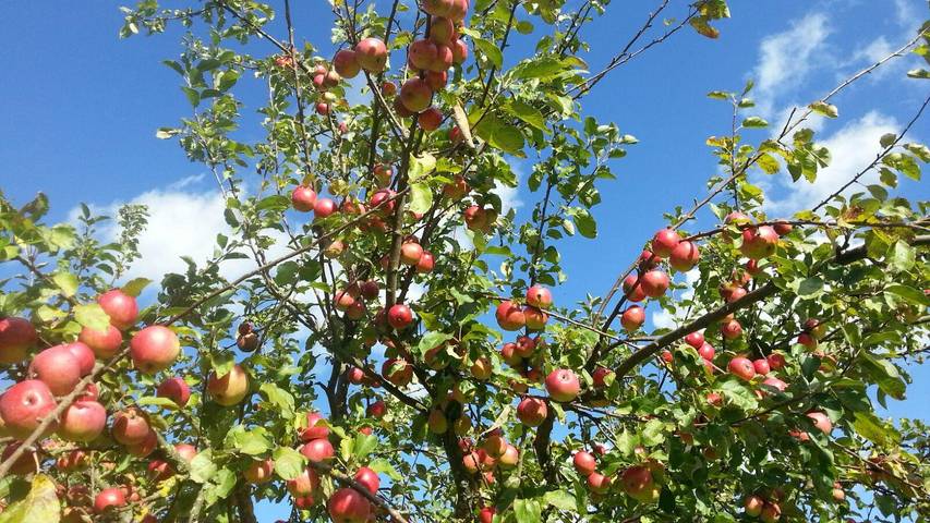 Ferienwohnung für 4 Personen, mit Garten und Balkon, kinderfreundlich in Mecklenburgische Schweiz - 4