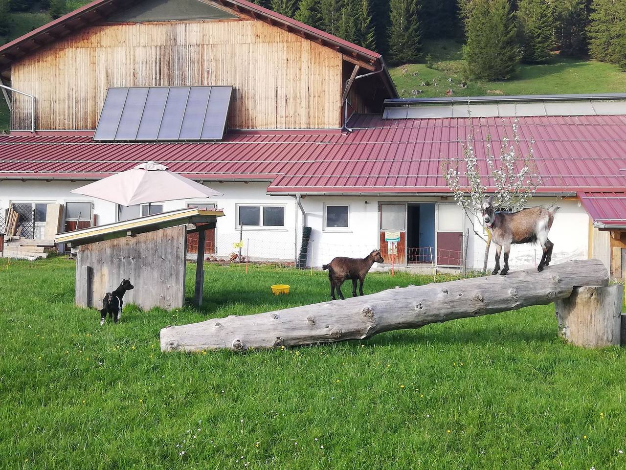 Lenzerhof - Ferienwohnung 2 in Grän, Allgäuer Alpen (Österreich)