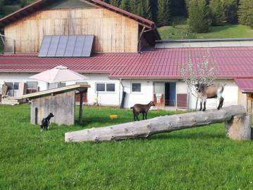 Ferienhaus für 4 Personen in Grän, Allgäuer Alpen (Österreich), Bild 4