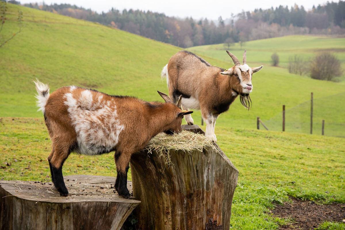 Ferienhof Haus Sonnenschein - Schönblick in Tettnang, Region Bodensee-Oberschwaben