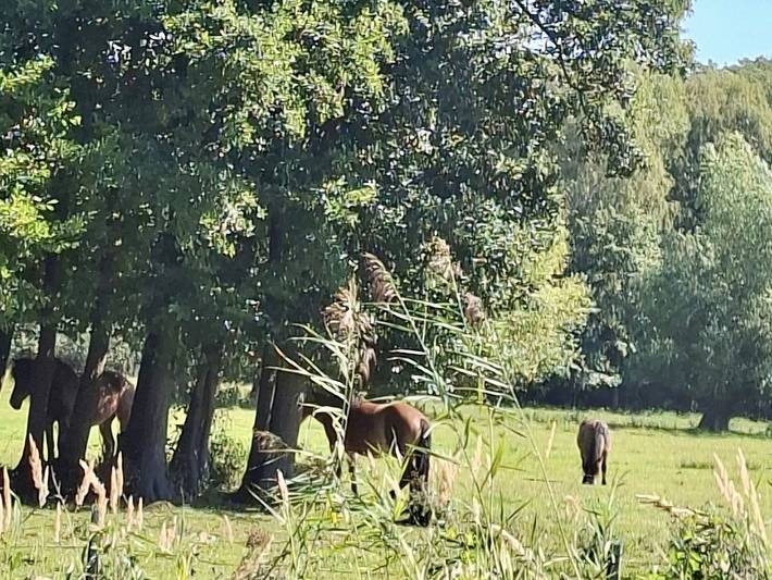 Ferienhaus für 5 Personen, mit Garten und Terrasse an der Müritz - 4