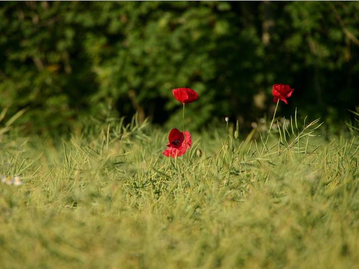 Ferienhaus für 4 Personen, mit Terrasse und Garten in Wangerland - 2
