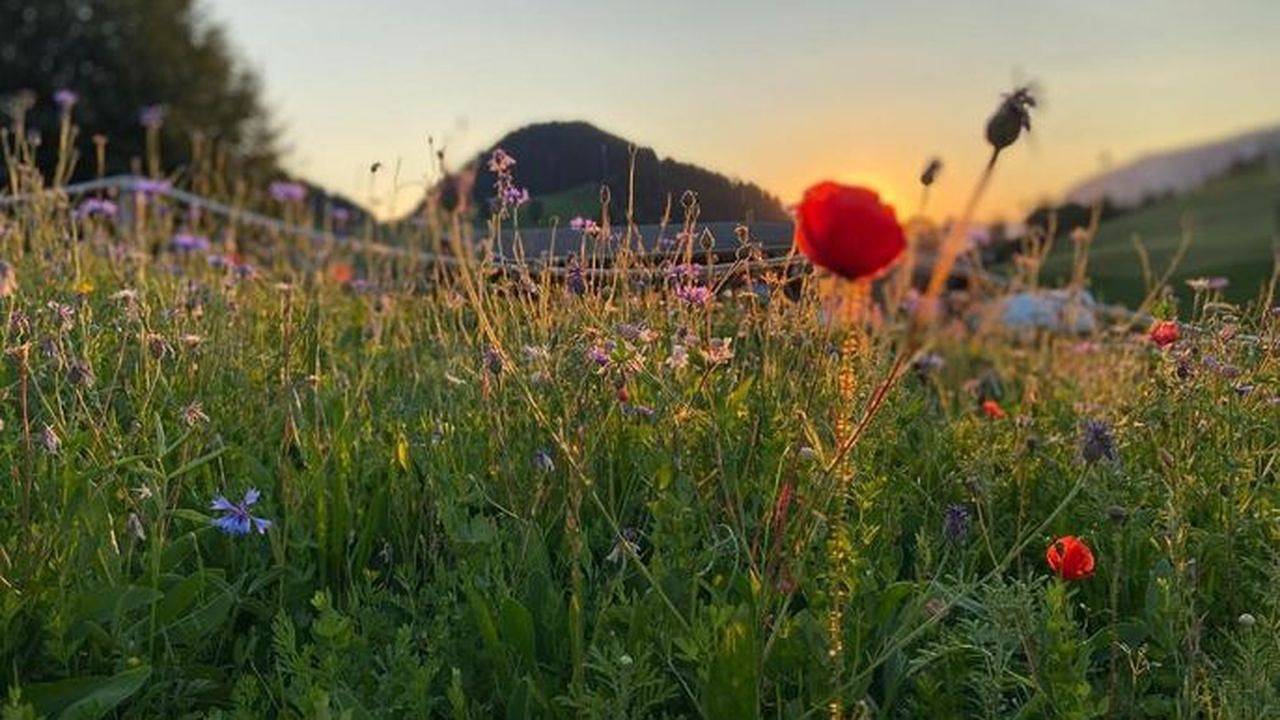 Geheel vakantieappartement, Vakantieappartement voor 4 personen met balkon in Westendorf (Tirol), Kaisergebirge