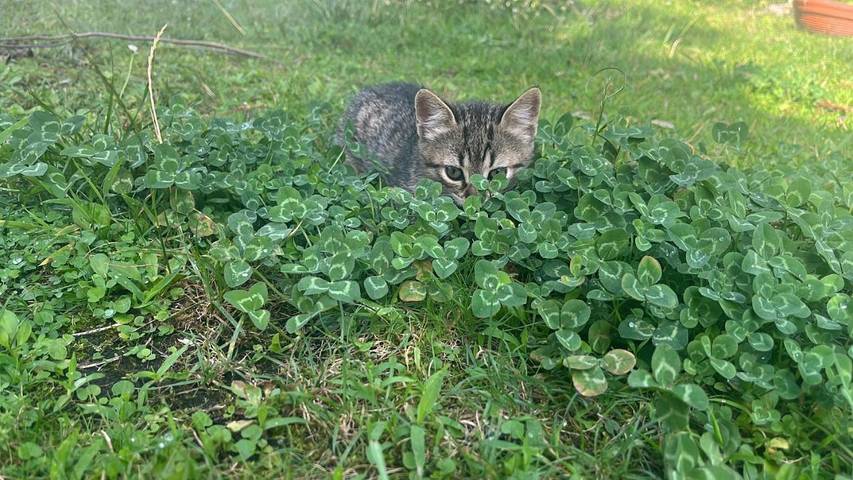 Villa pour 6 personnes, avec jardin ainsi que piscine et vue à Villeneuve-Loubet - 4