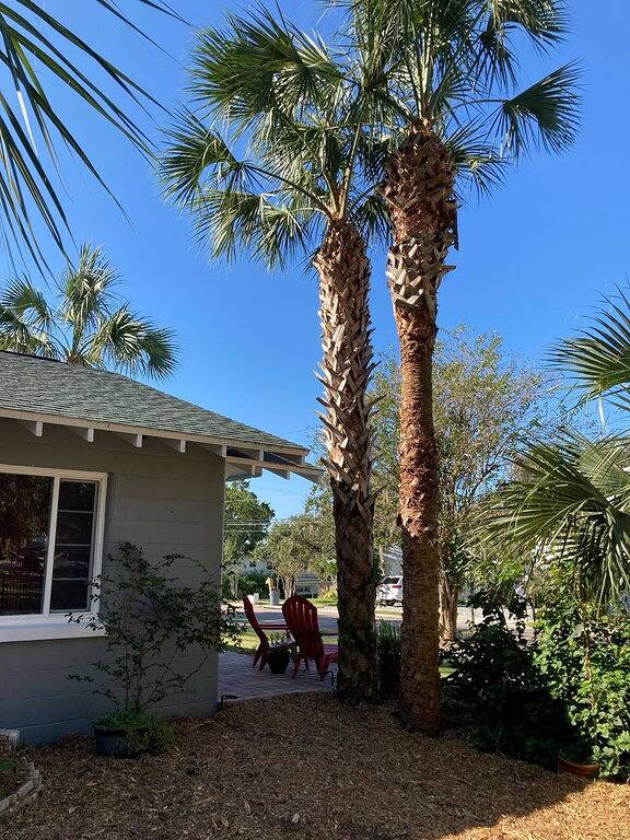 \"Unter den Palmen\" von Downtown Mount Dora in Mount Dora, Lake County