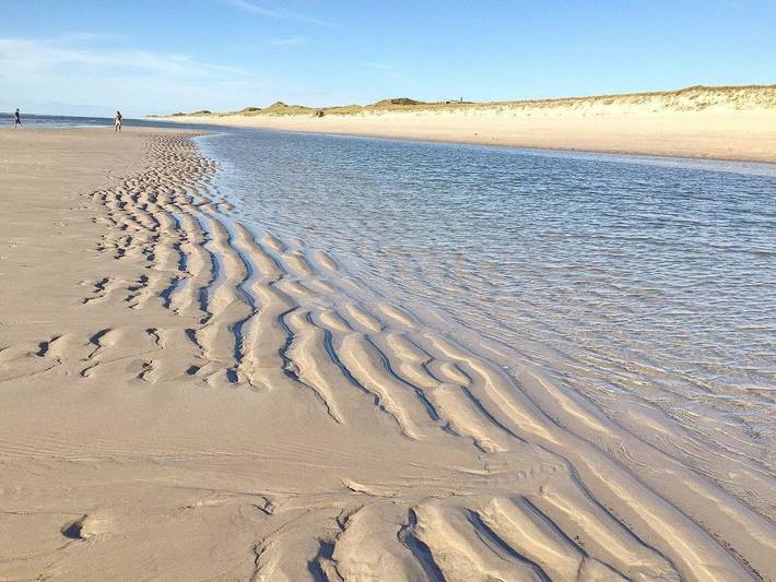 Ganze Ferienwohnung, Lachmöwe in Hörnum, Sylt