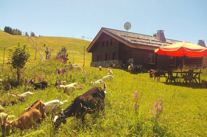 Chalet pour 12 personnes, avec jardin, animaux acceptés - 1