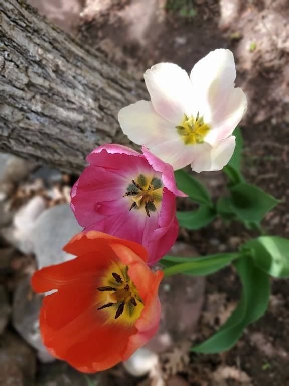 Holiday home for 4 people, with terrace, with pets - 1