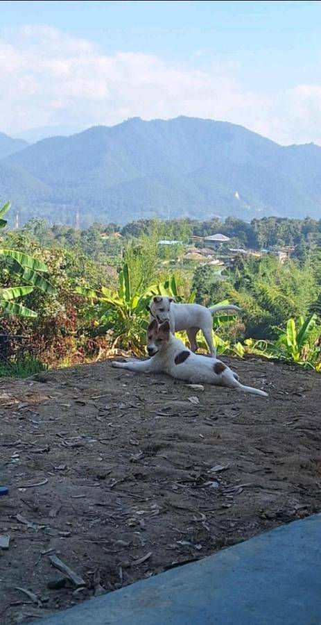 Gîte pour 2 personnes, avec jardin et vue à Pai - 3