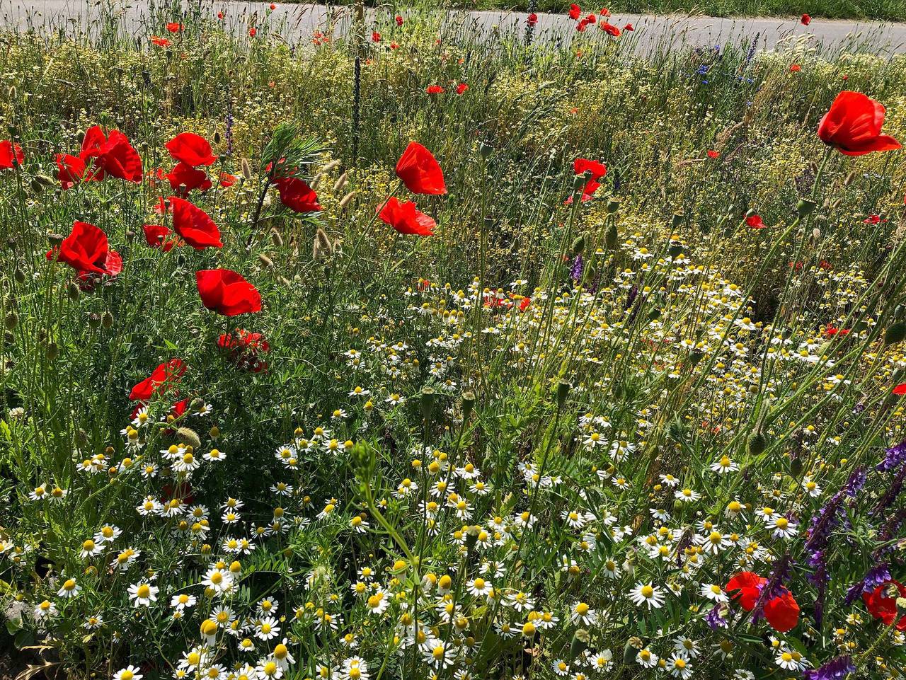 Ganze Ferienwohnung, Ferienwohnung - Fewo  Lachmöwe in Grambin, Stettiner Haff