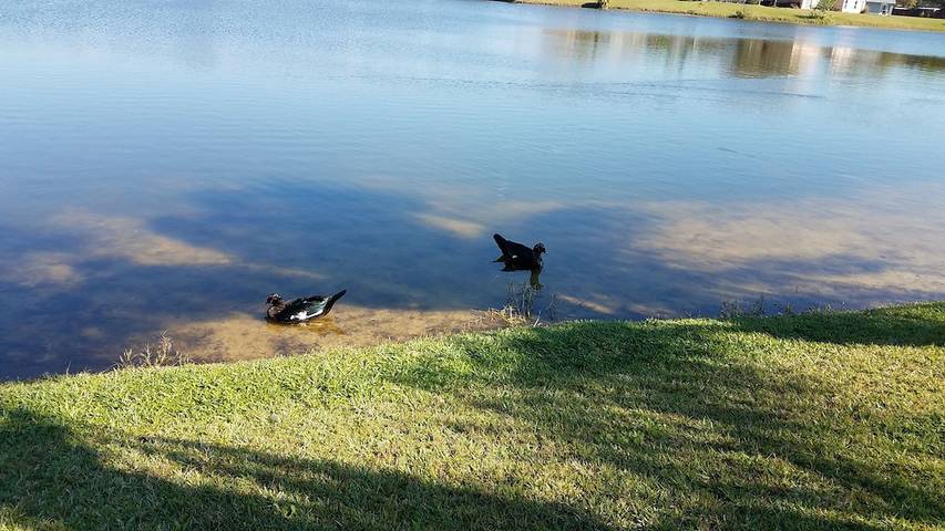Vacation home for 6 people, with yard in Kissimmee