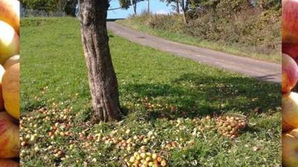 Bauernhof für 4 Personen in Lützelbach, Main-Odenwald, Bild 2