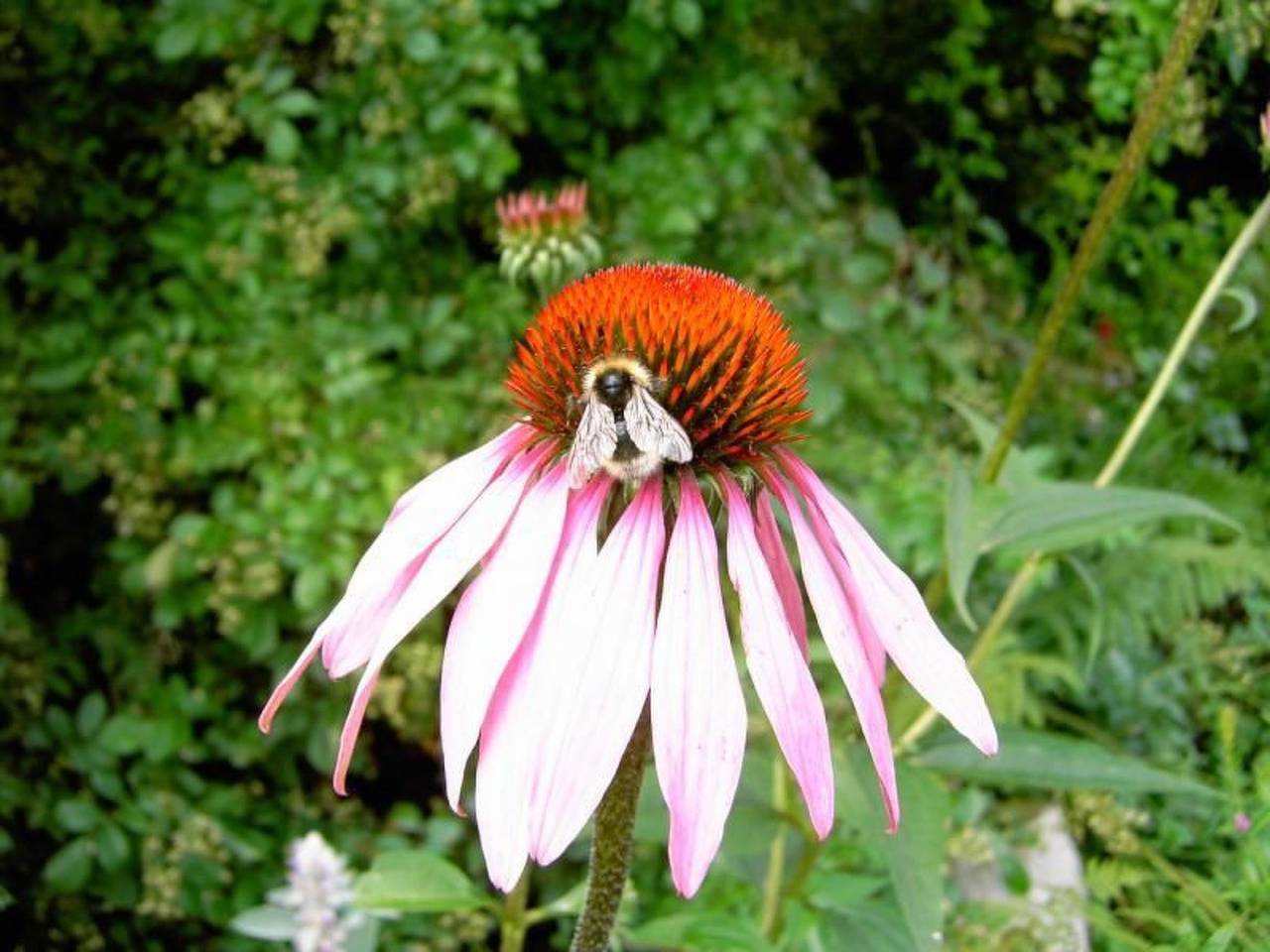 Ganze Wohnung, Landhaus Wildfeuer in Kirchdorf im Wald, Ostbayern