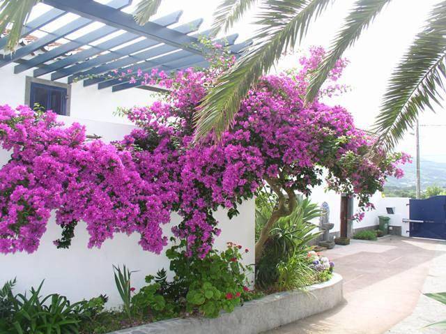 Villa pour 6 personnes, avec jardin et vue, animaux acceptés dans São Miguel - 4