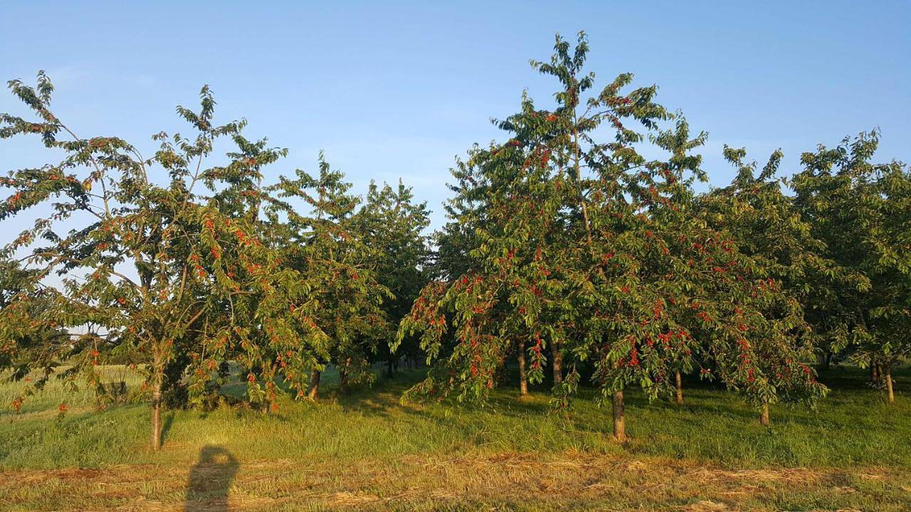 Ferme fruitière zéro traitement in Ernée, Mayenne