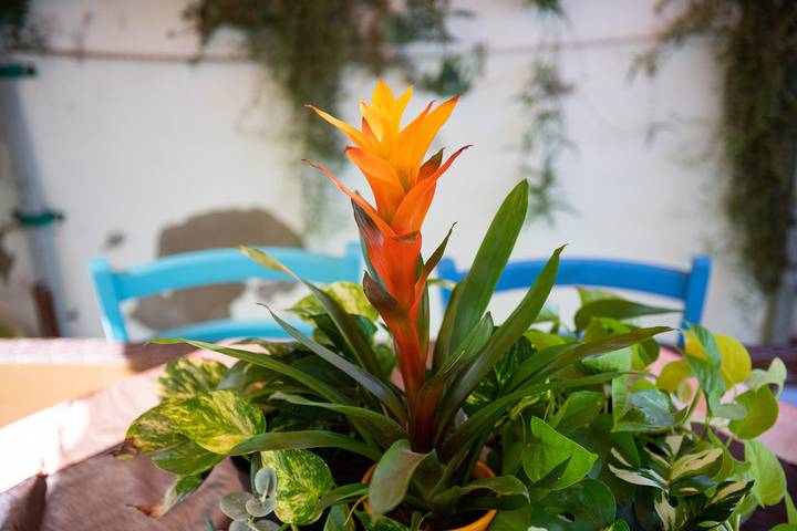 Location de vacances pour 4 personnes, avec jardin dans Calasetta - 4