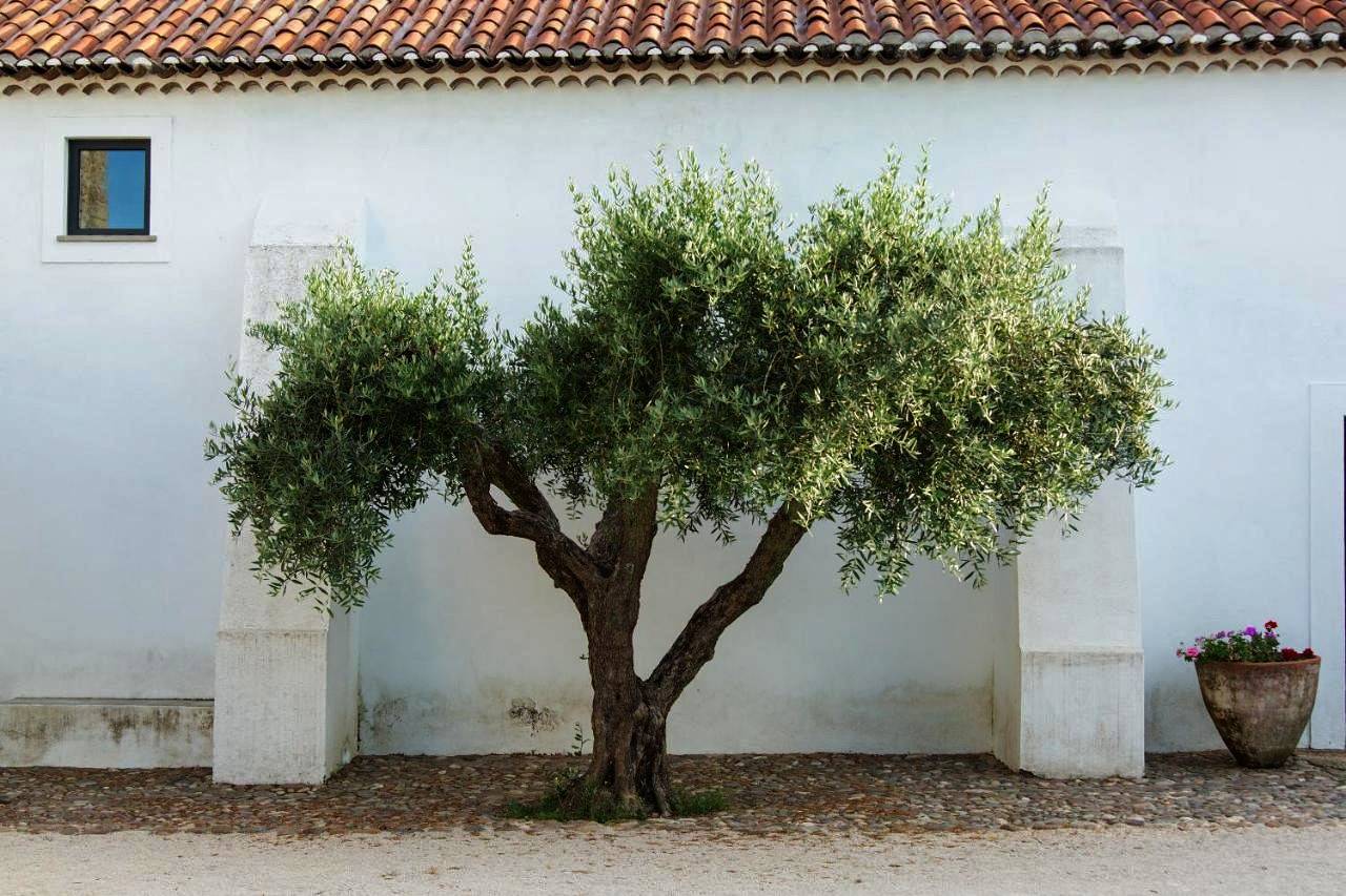 Villa with Private Pool in Margem, Distrito de Portalegre