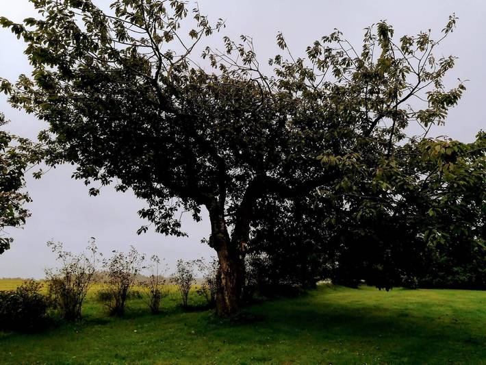 Ferienhaus mit Meerblick für 10 Personen, mit Terrasse und Meerblick sowie Pool und Sauna, mit Haustier in Grønhøj Strand - 4