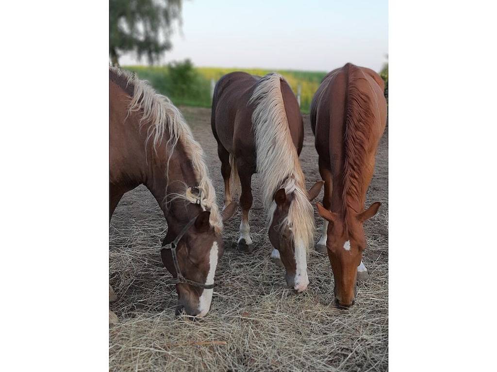 Ferienwohnung in Dargen mit Barbecue in Dargen, Usedom