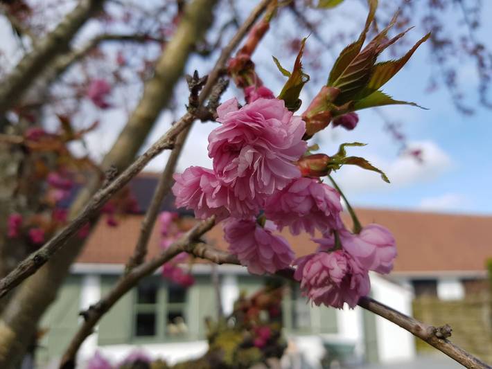 Ferienhaus für 4 Personen, mit Garten, mit Haustier in De Panne - 2