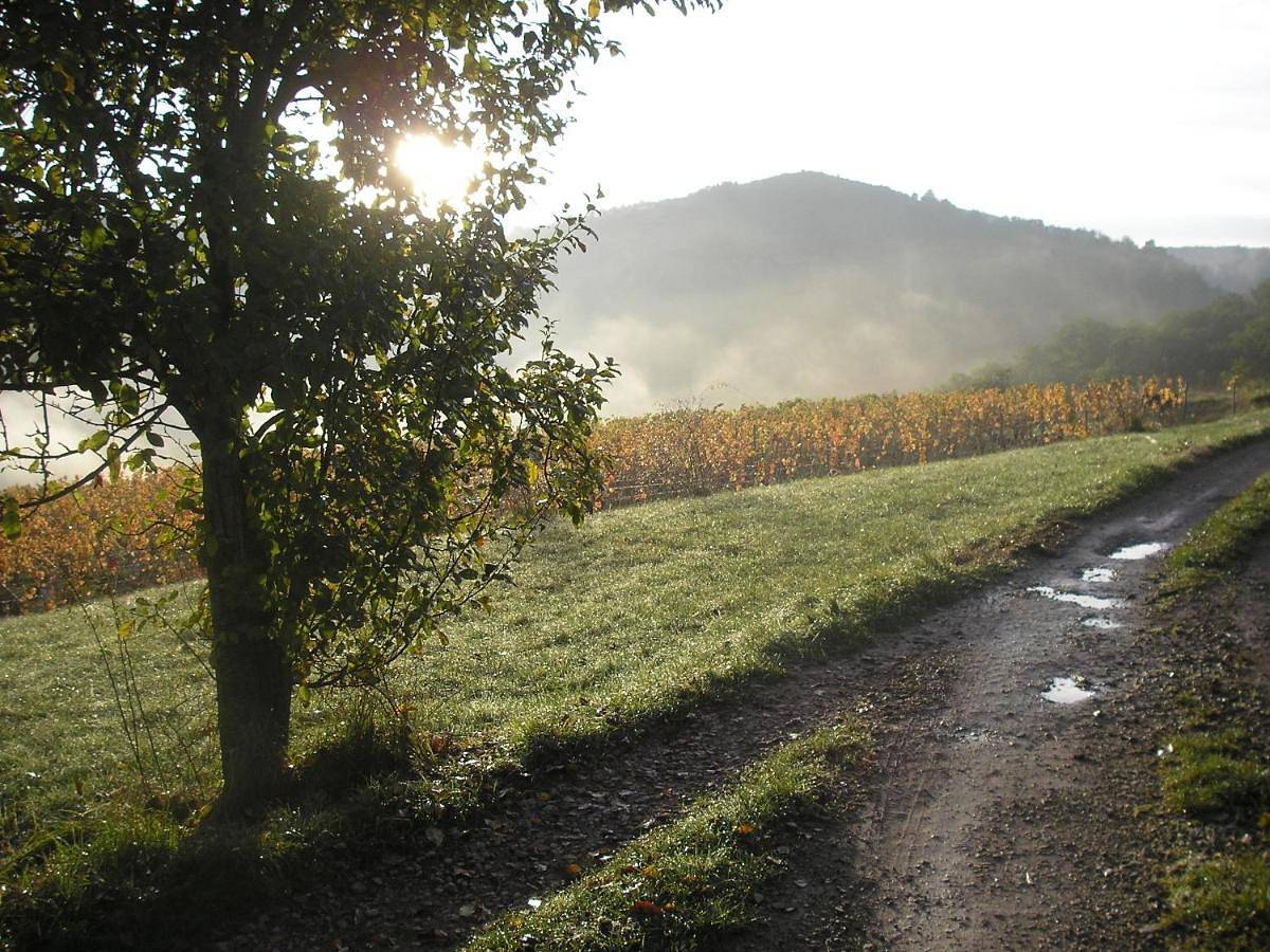Grange rénovée en pleine nature in Goutrens, Aveyron
