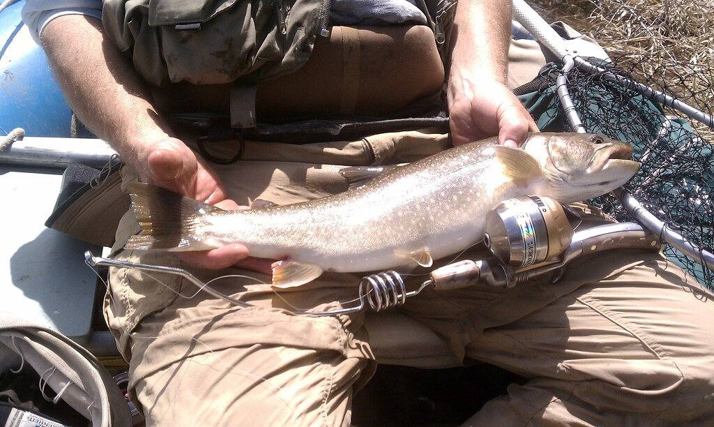 Forest Service Type Cabins 30 Meilen außerhalb von Missoula-- in Granite County