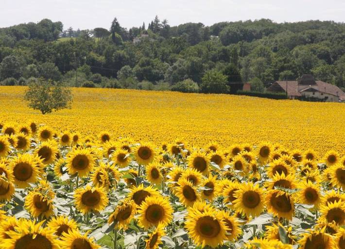 Location de vacances pour 3 personnes, avec jardin ainsi que vue et piscine à Miramont-de-Guyenne - 4