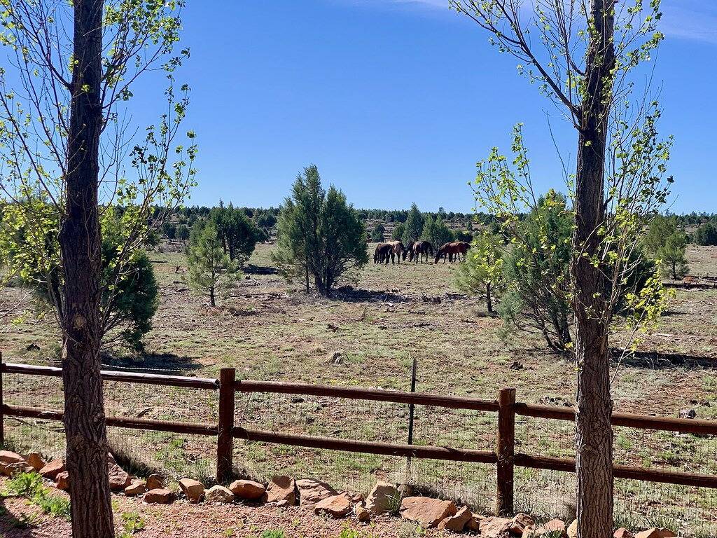 Willow's Cabin Retreat: 3 Schlafzimmer mit Kingsize-Bett. Ansichten + Wilde Pferde in Navajo County