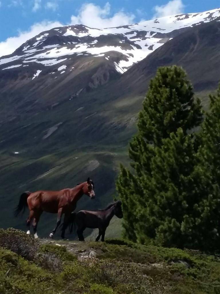 Ganze Ferienwohnung, Studio "Talleit" in Weißkamm, Sölden (Österreich)