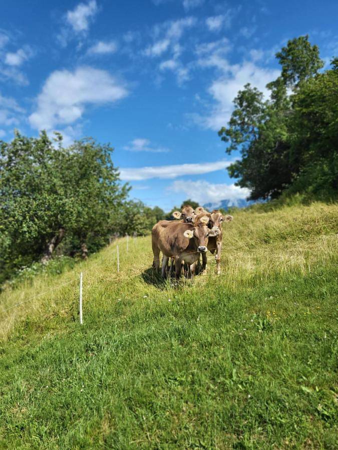 Oddih pr Toniqu in Tolmino, Slovenia