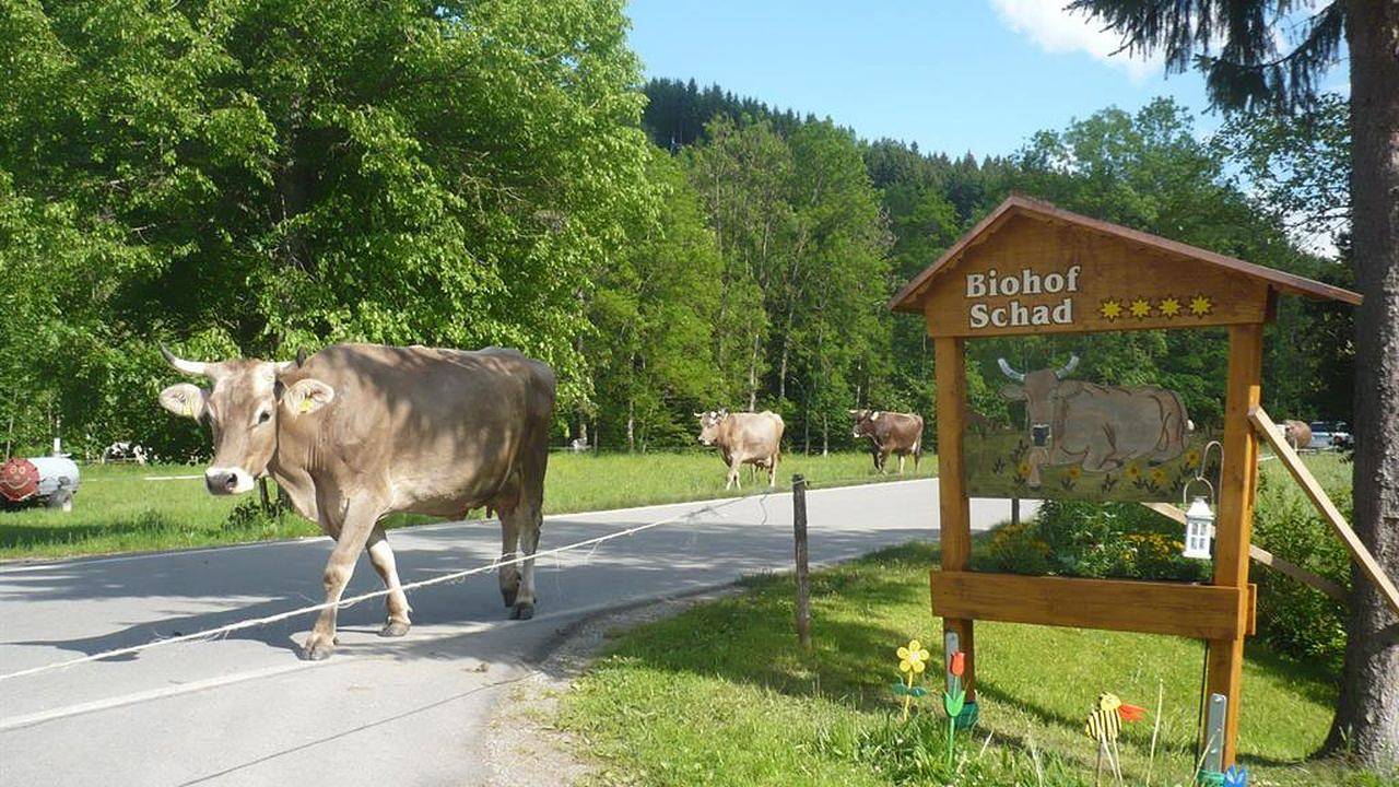 Ganze Ferienwohnung, Ferienwohnung für 5 Personen (60 m²) in Isny im Allgäu in Krummen, Isny im Allgäu
