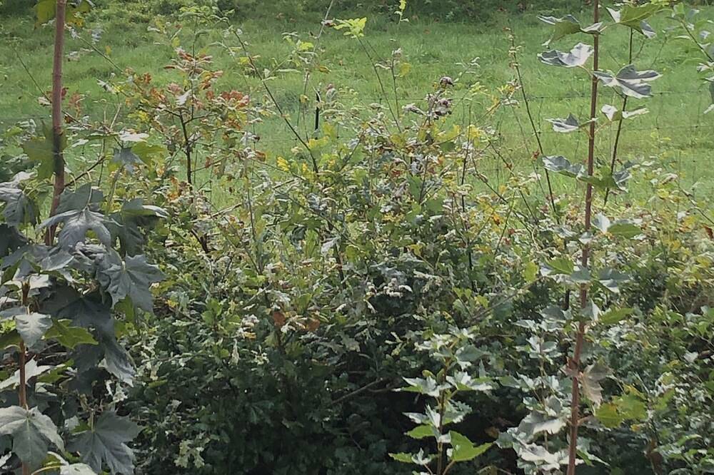 Ganze Wohnung, Ferienwohnung Schafsblick in Büchen, Kreis Herzogtum Lauenburg