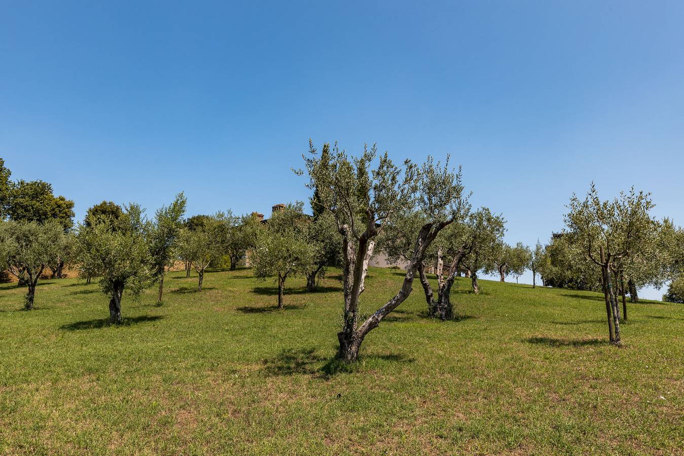 0804Bs - Lonato Sole in Lonato del Garda, Prealpi Gardesane