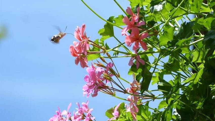 Gîte pour 3 personnes, avec balcon à Oberammergau - 4