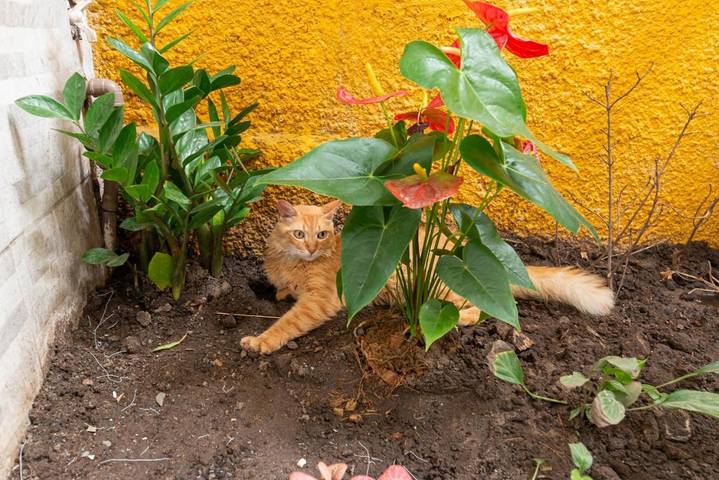 Hôtel pour 2 personnes à Olinda - 4