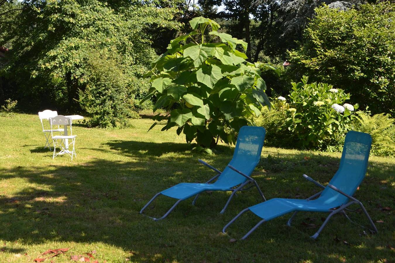 Bat in Itxassou, Region de Bayona