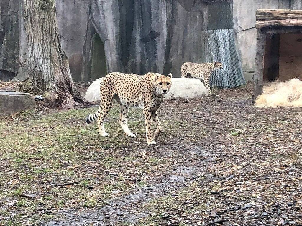 Ganze Wohnung, \"In der Nähe von Froedtert\" Sanitisiert zwischen Gästen \"King Bed Apt in Wauwatosa, Milwaukee County