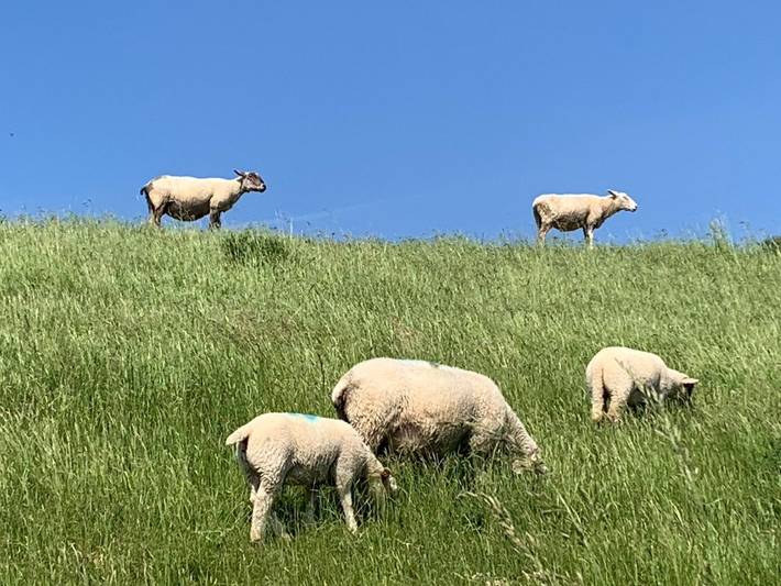 Ferienwohnung für 3 Personen, mit Garten, kinderfreundlich in Butjadingen - 3