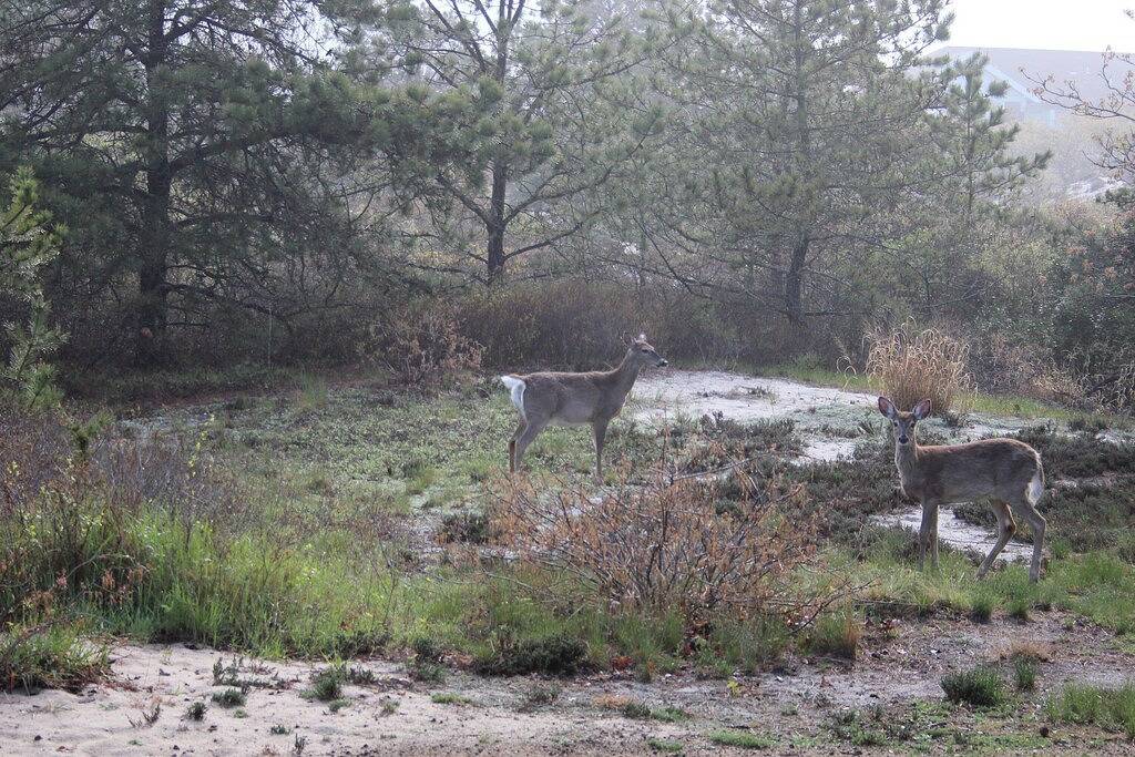 Vacation House for 8 Guests in Amagansett, North Fork