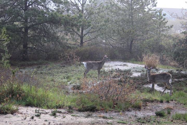 Beach house for 8 people, with garden, with pets in The Hamptons