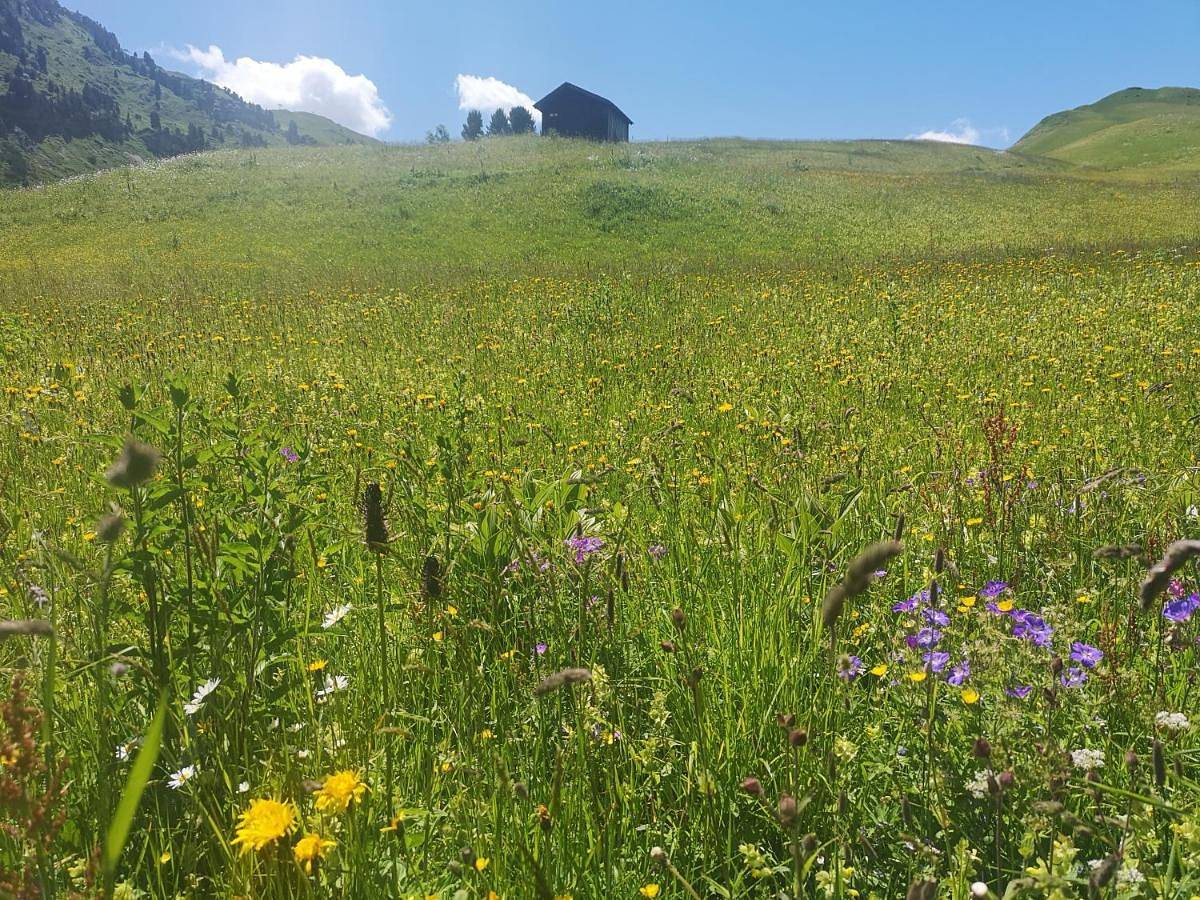 Apart-wolf-arlberg in Warth, Bregenzerwoud