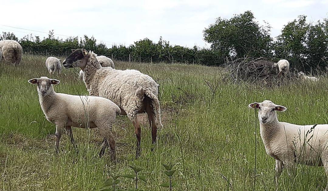 Le Relais de Mont in Suin, Région de Charolles