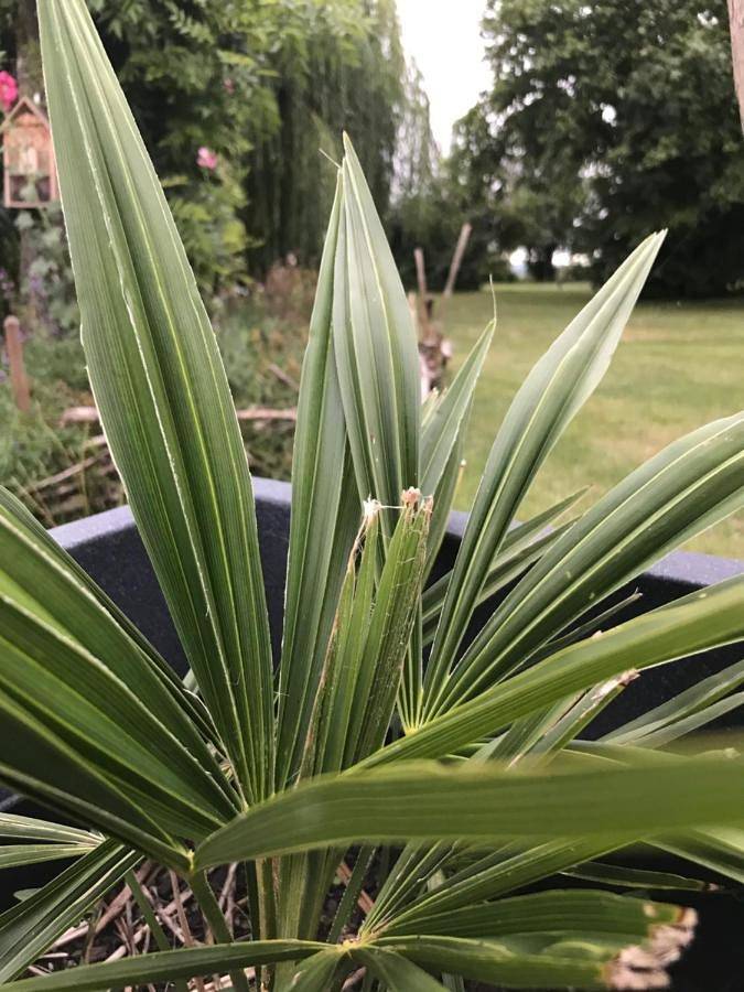 Chambre d’hôte pour 2 personnes, avec piscine et jacuzzi ainsi que jardin et sauna, animaux acceptés dans les Deux-Sèvres - 4