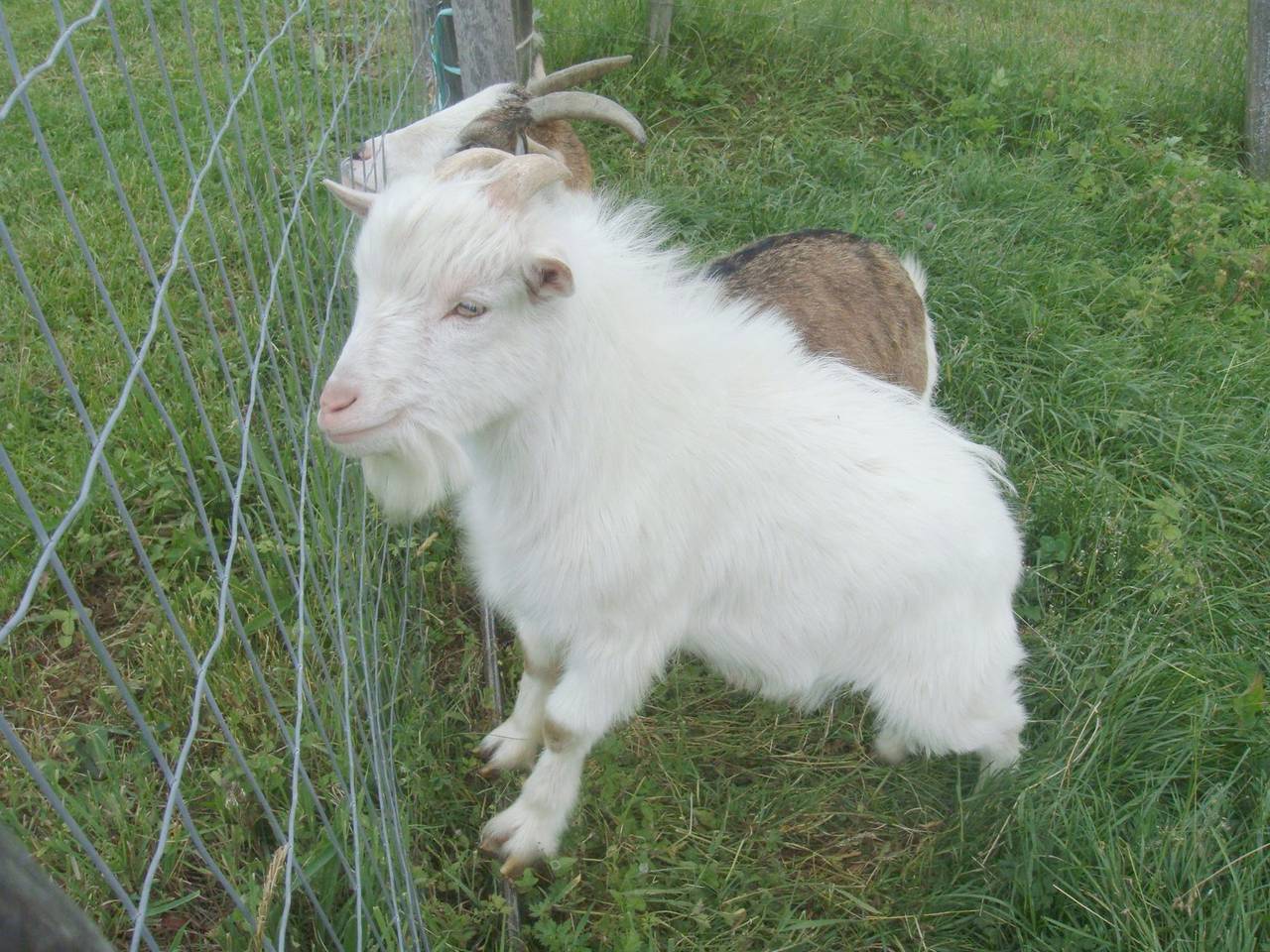 Wöllaner-Nock in Arriach, Villach-Land