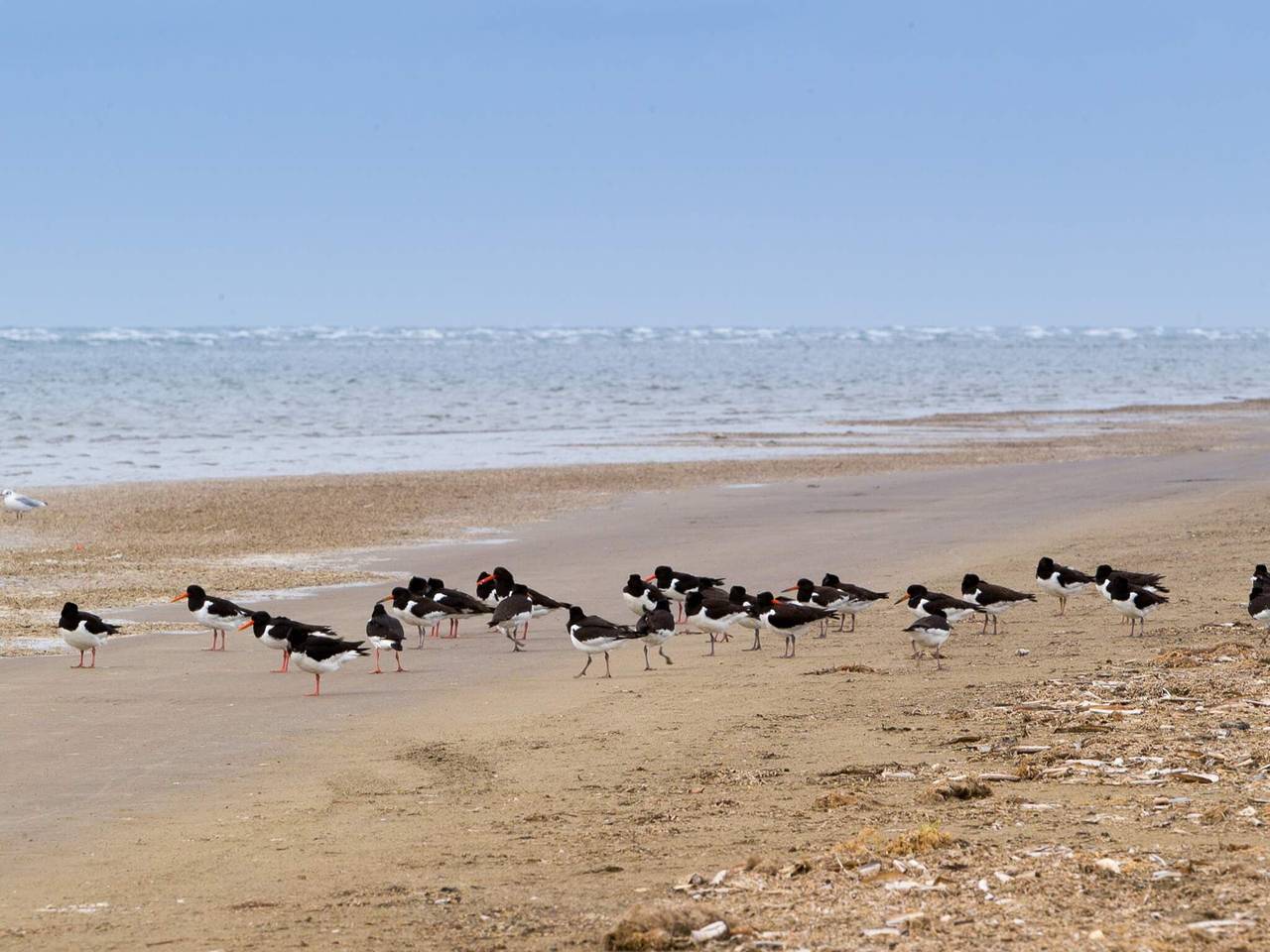 Entire apartment, 4 person holiday home in Fanø-By Traum in Nordby, Fanø
