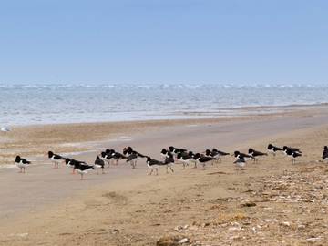 Hütte für 4 Personen in Fanø, Südjütland, Bild 4