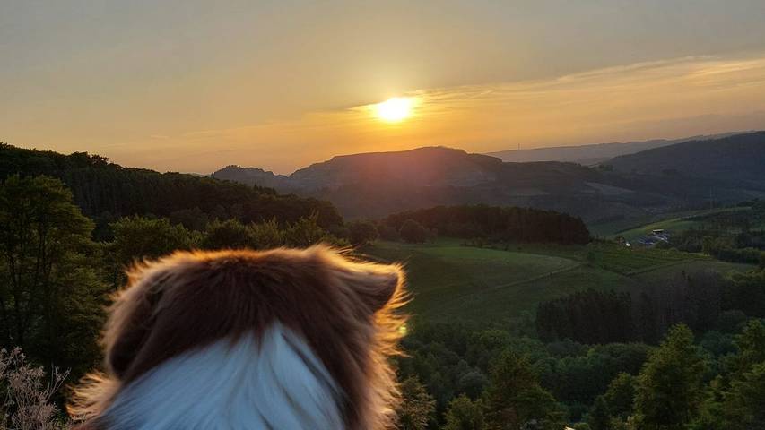 Ferienwohnung für 3 Personen, mit Garten und Terrasse, mit Haustier in Bestwig - 3
