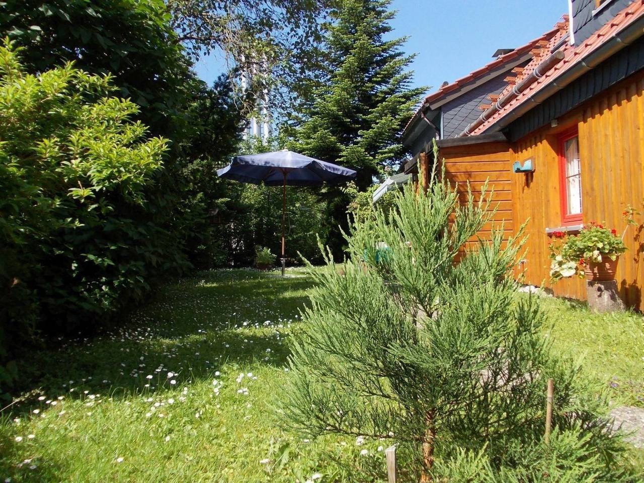Sequoia in Hahnenklee, Goslar