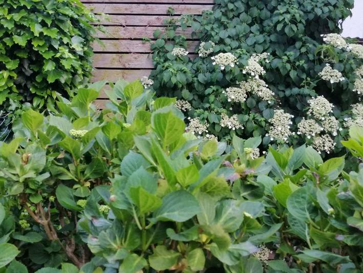 Ferienwohnung für 4 Personen, mit Garten im Saarland - 2